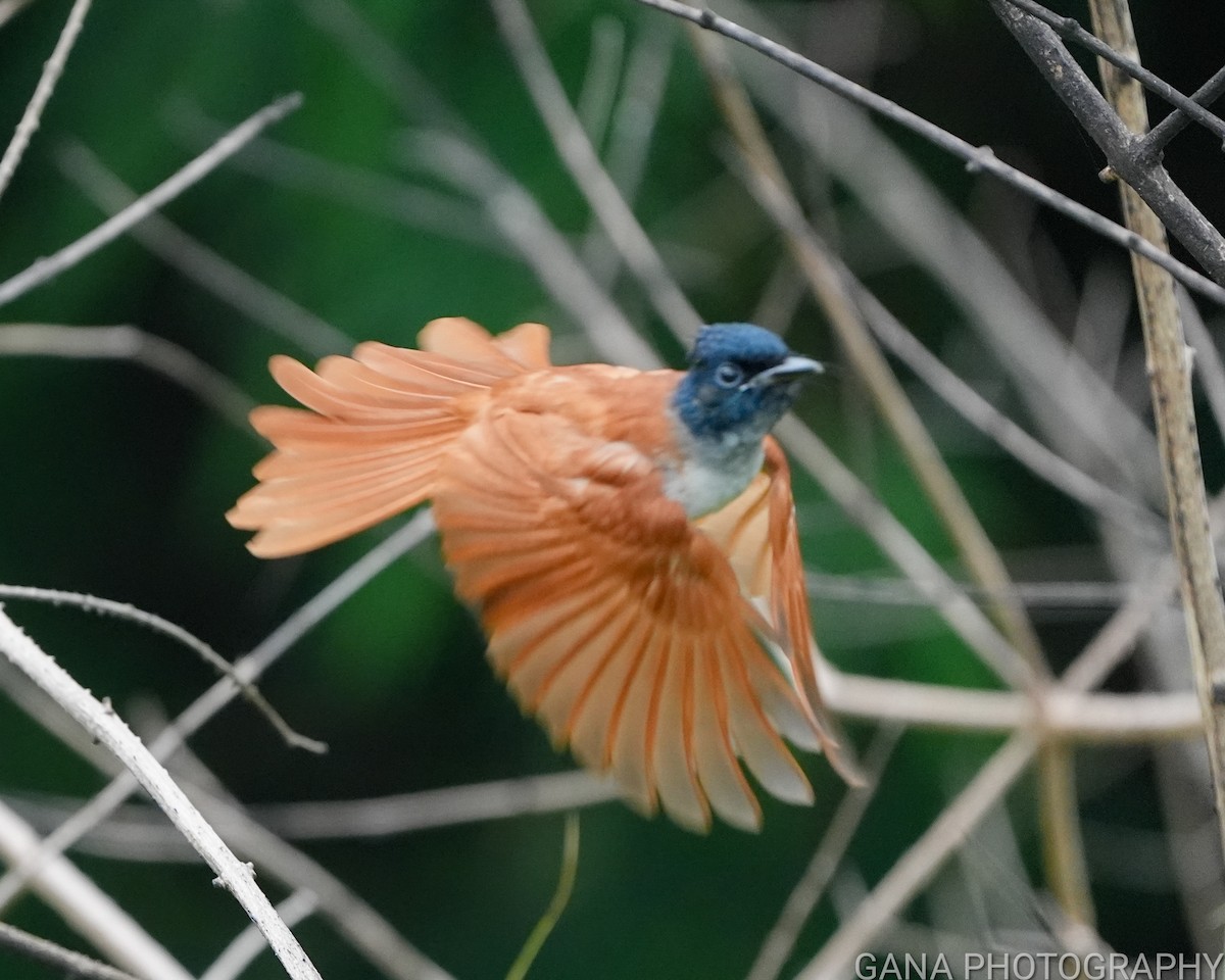 Indian Paradise-Flycatcher - ML638222032