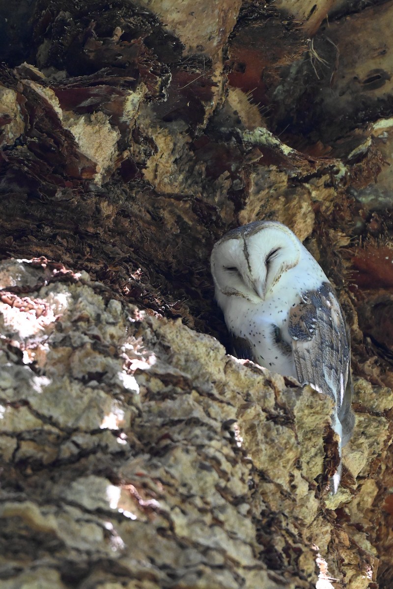 Eastern Barn Owl - ML638222035