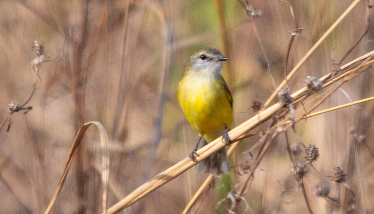 Lemon-bellied Flyrobin - ML638222036