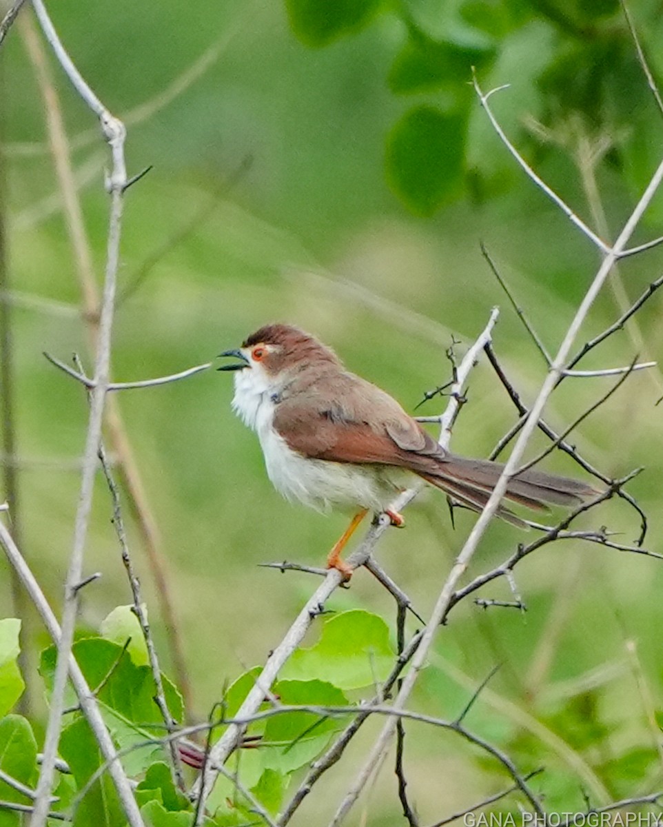 Yellow-eyed Babbler - ML638222039