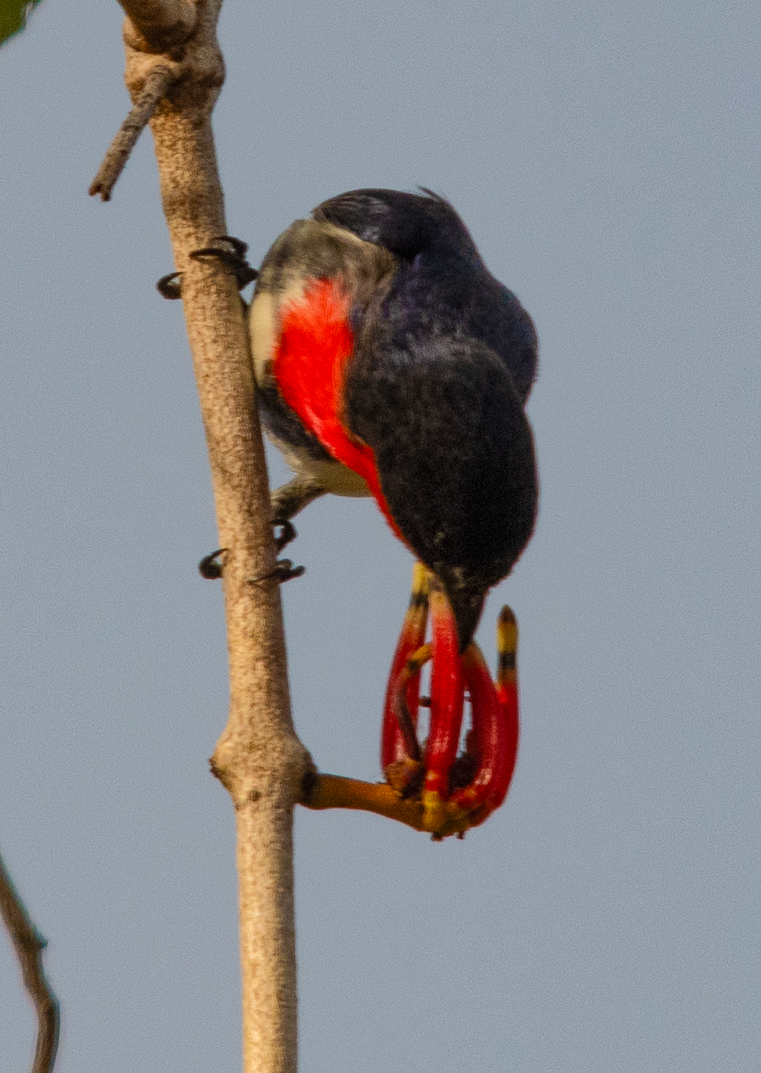 Mistletoebird - ML638222040
