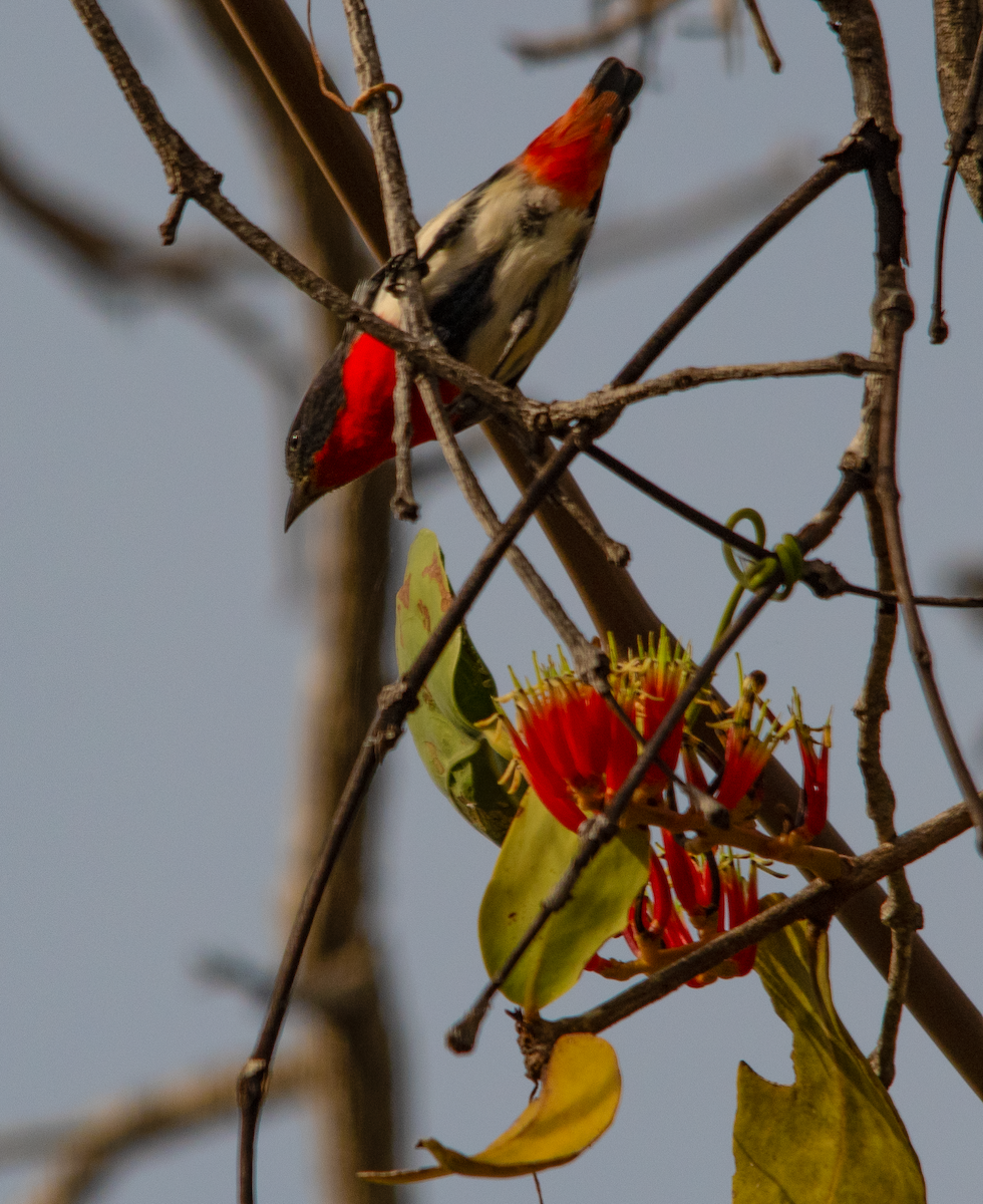 Mistletoebird - ML638222041