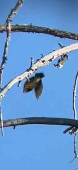 Williamson's Sapsucker - ML638222046