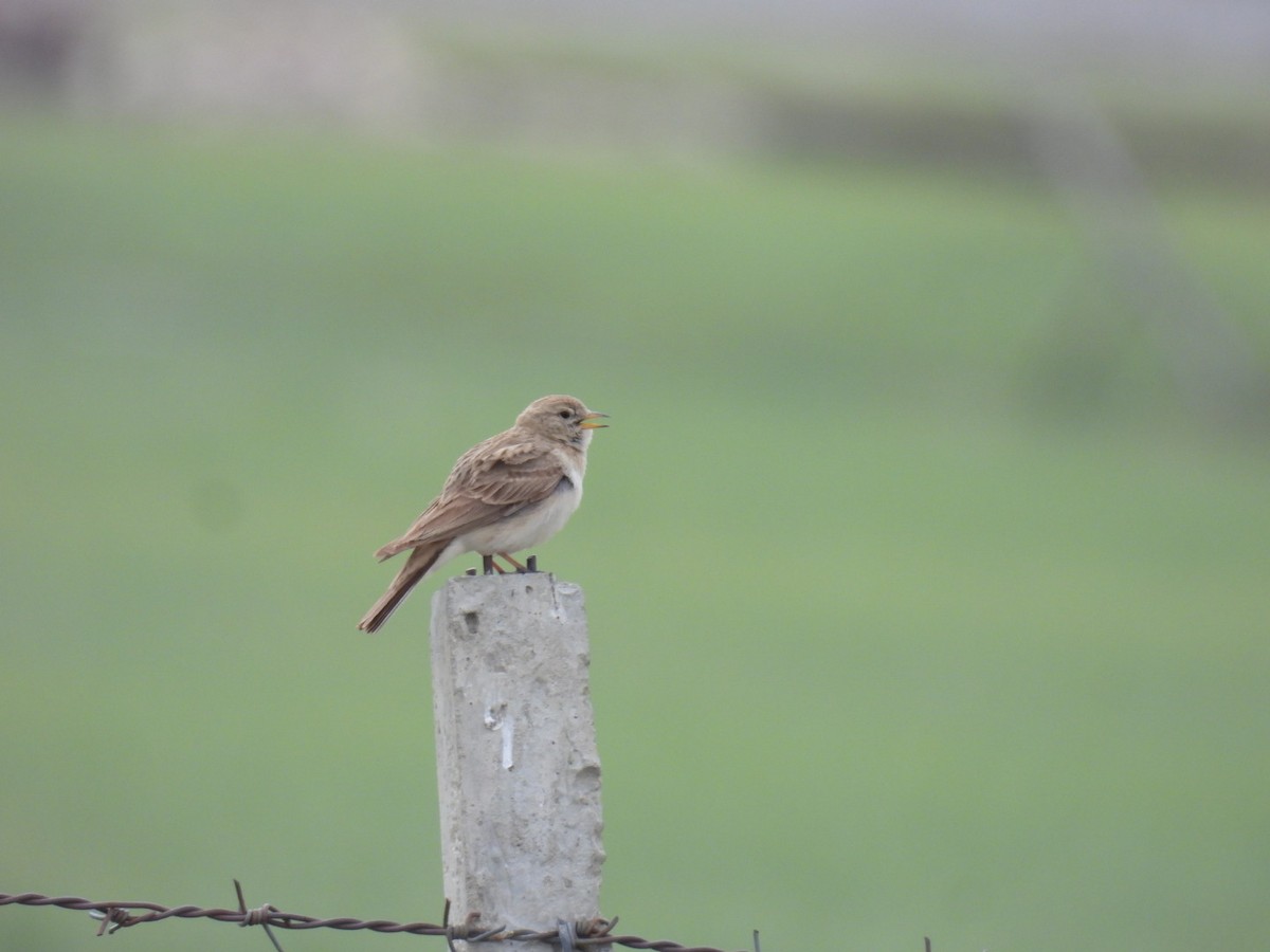Hume's Lark - ML638222052