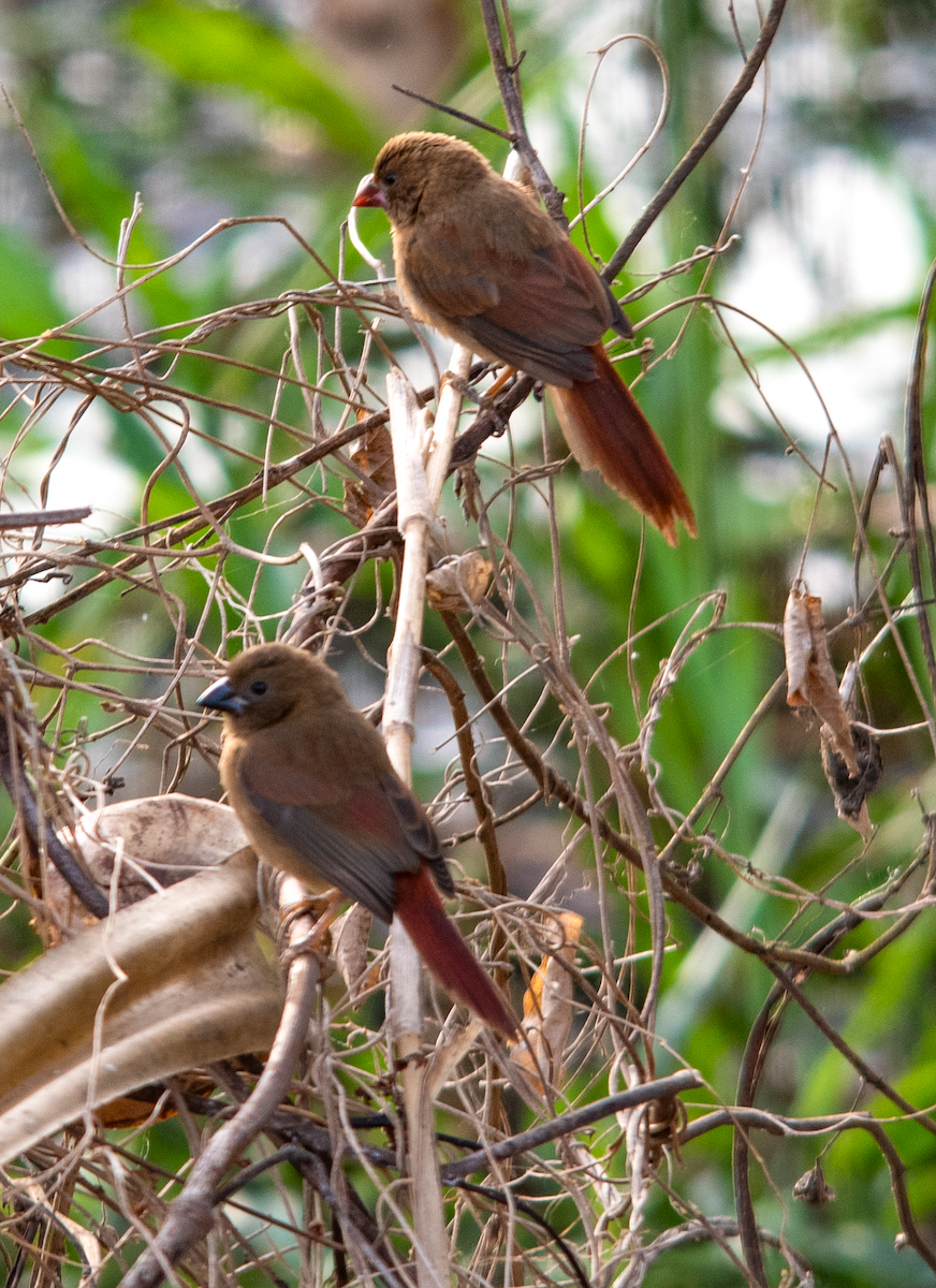 Crimson Finch - ML638222059