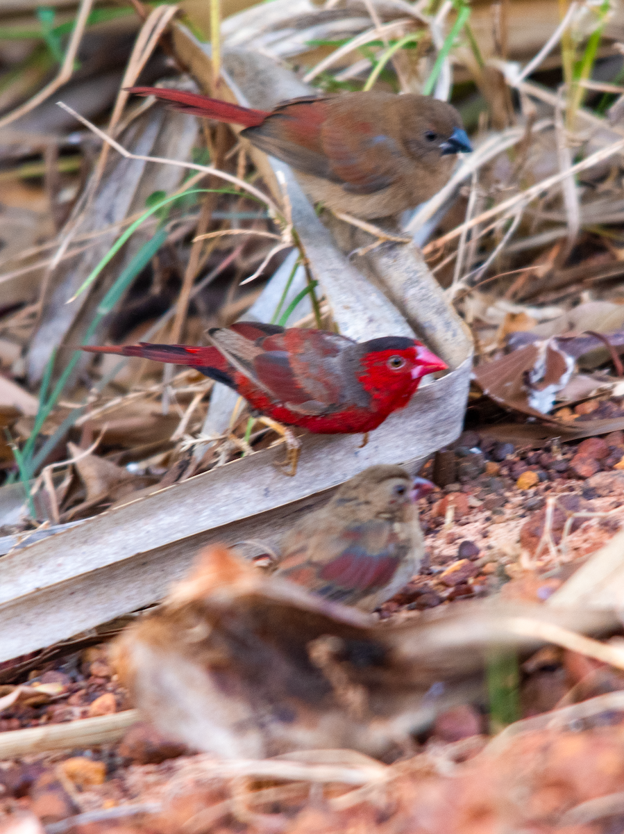 Crimson Finch - ML638222060
