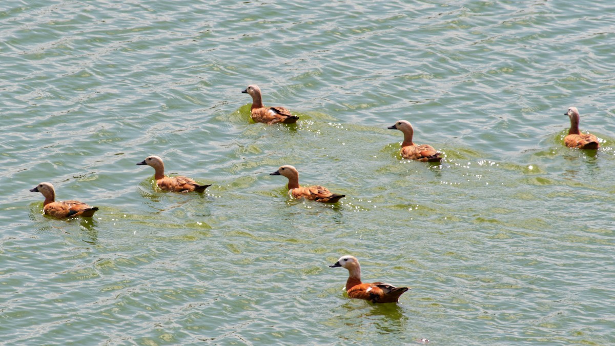 Ruddy Shelduck - ML638222075