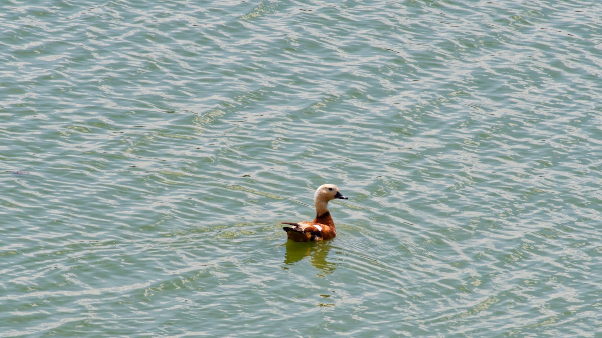 Ruddy Shelduck - ML638222076