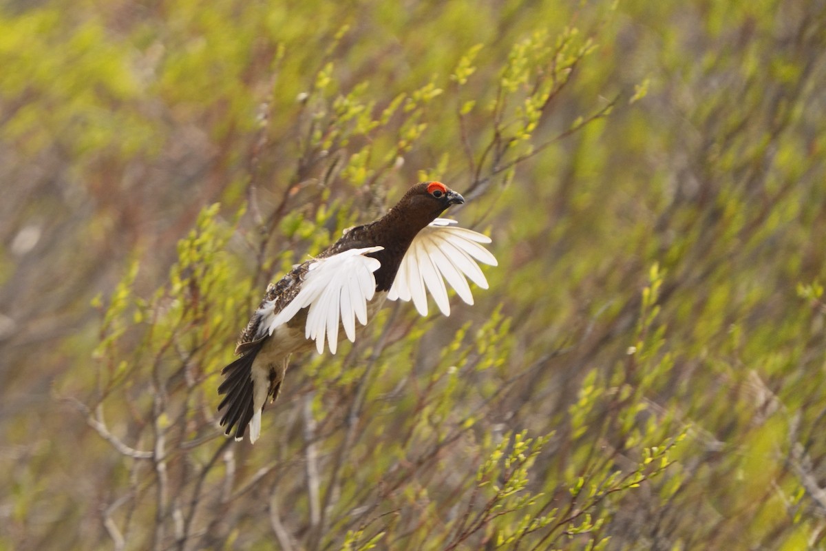 Willow Ptarmigan - ML638222084