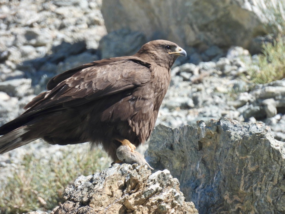 Upland Buzzard - ML638222096