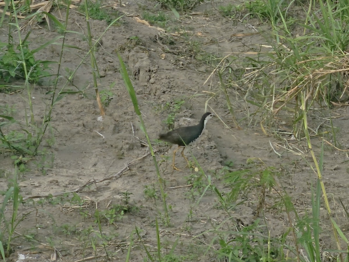 White-breasted Waterhen - ML638222107