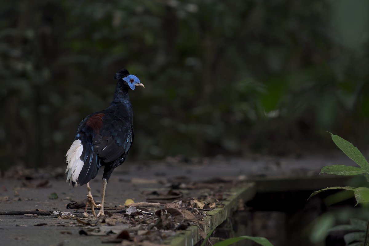 Malayan Crested Fireback - ML638222109