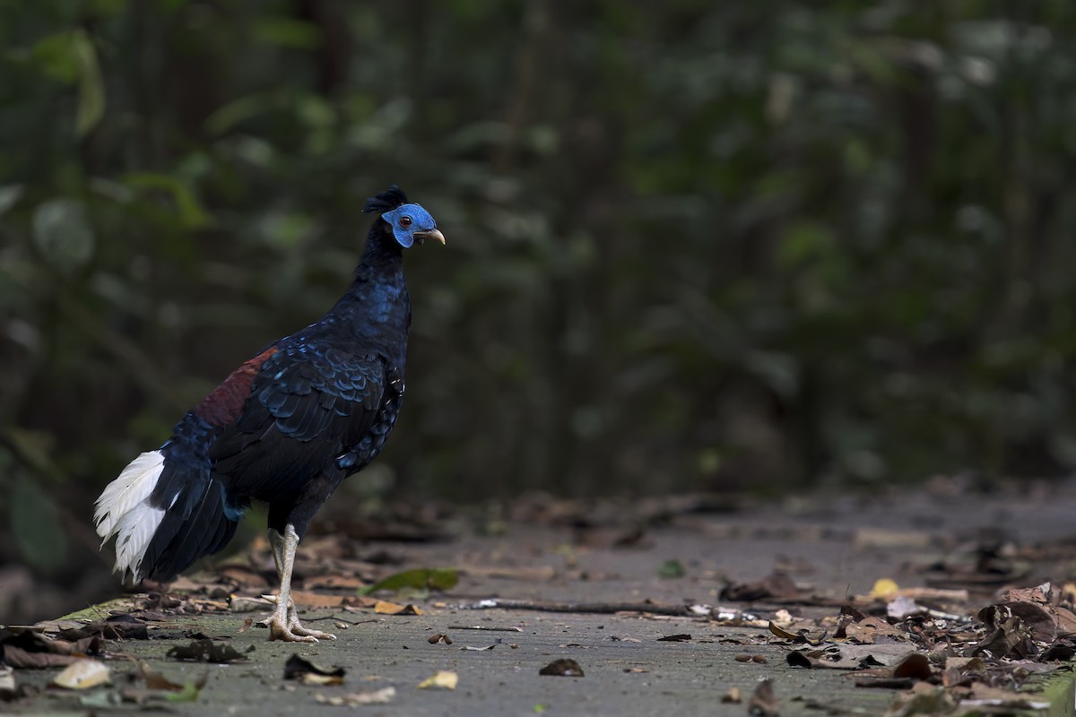 Malayan Crested Fireback - ML638222110