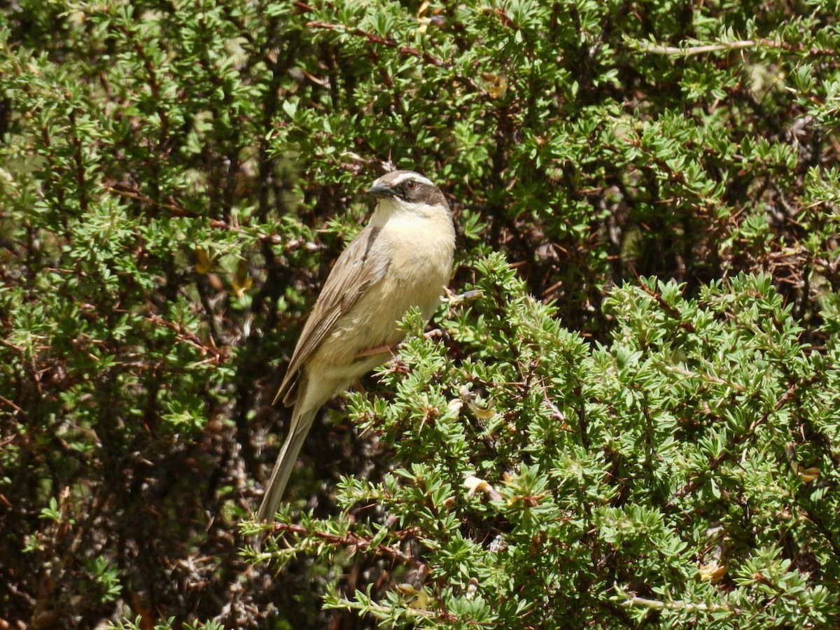 Brown Accentor - ML638222141