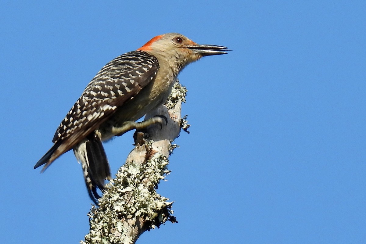 Red-bellied Woodpecker - ML638222151