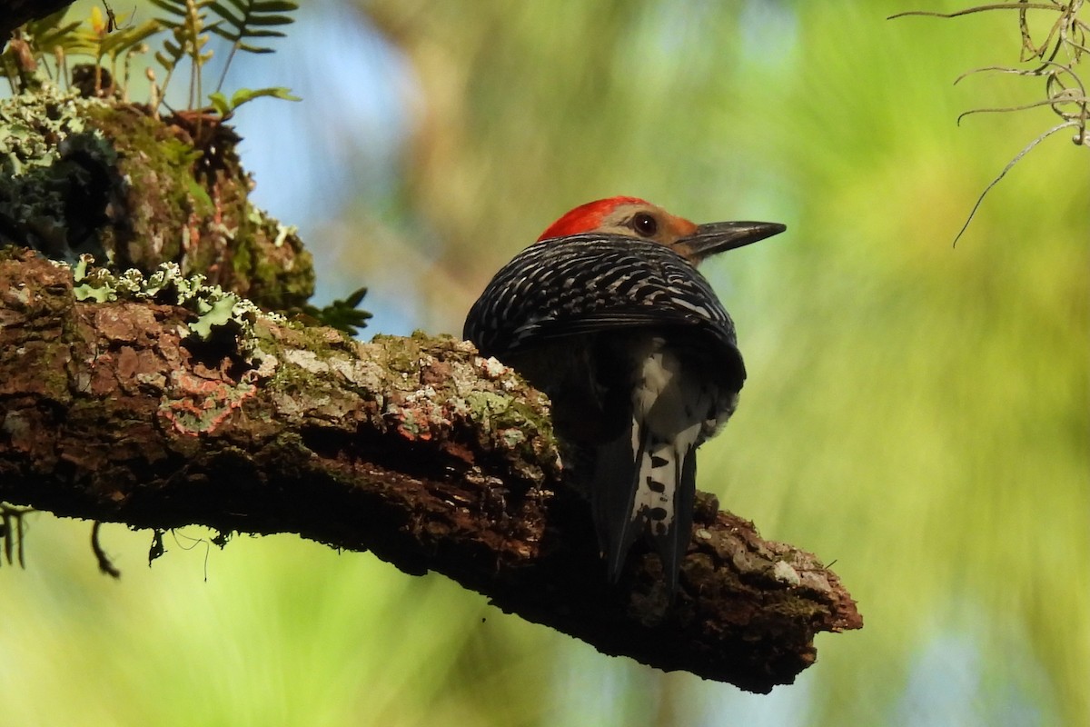 Red-bellied Woodpecker - ML638222152