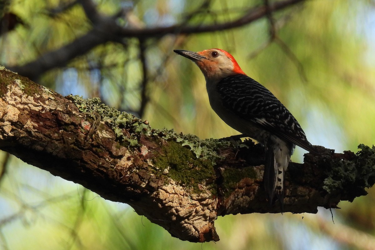 Red-bellied Woodpecker - ML638222153