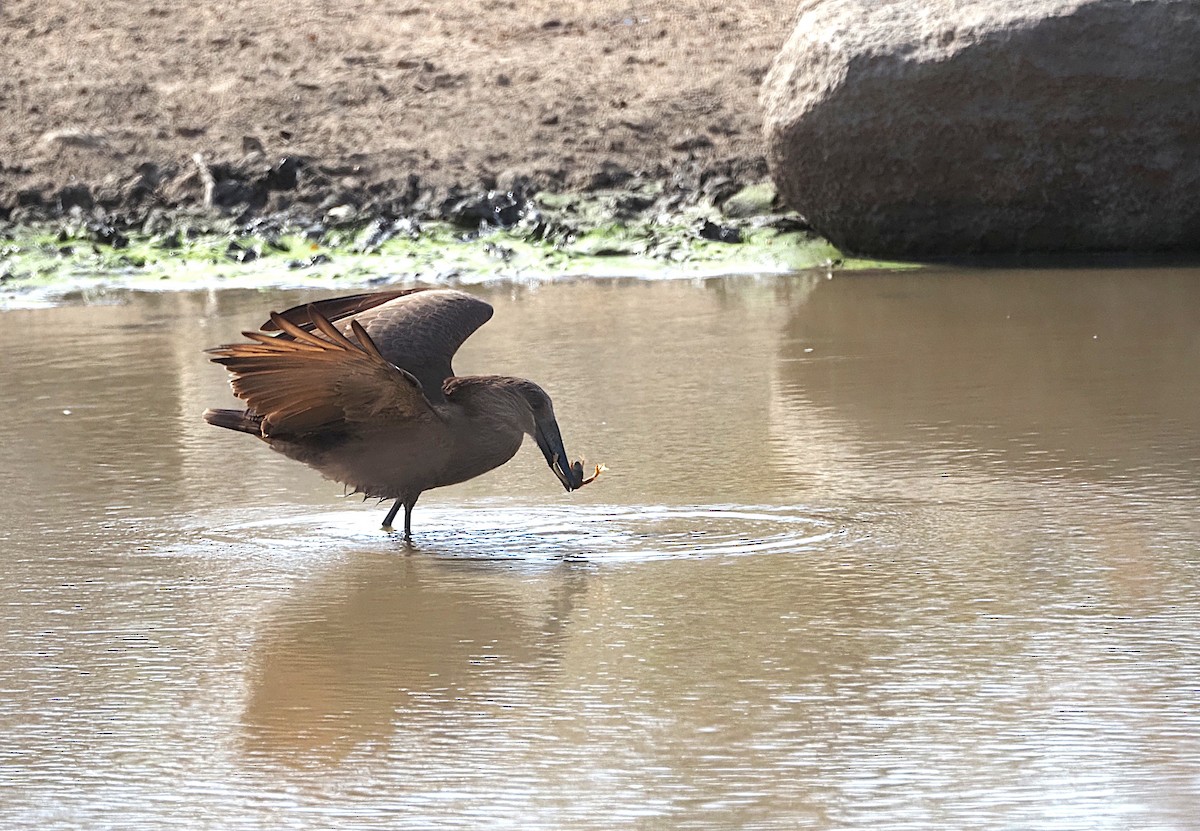 Hamerkop - ML638222160