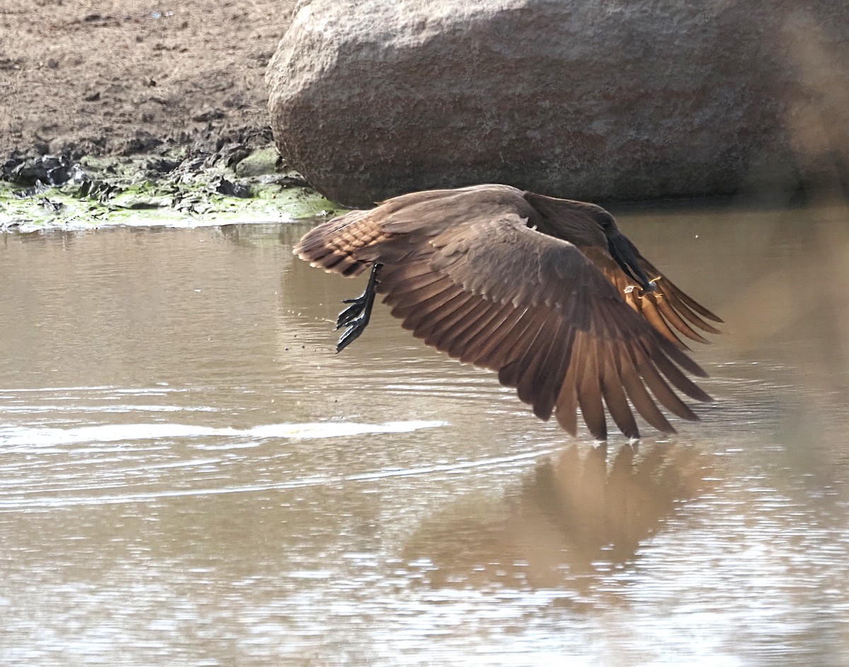 Hamerkop - ML638222168