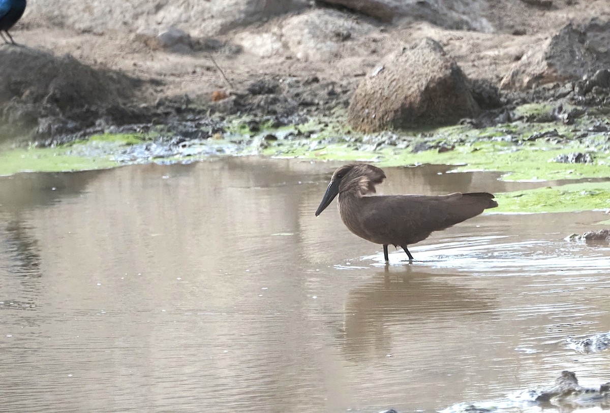 Hamerkop - ML638222171