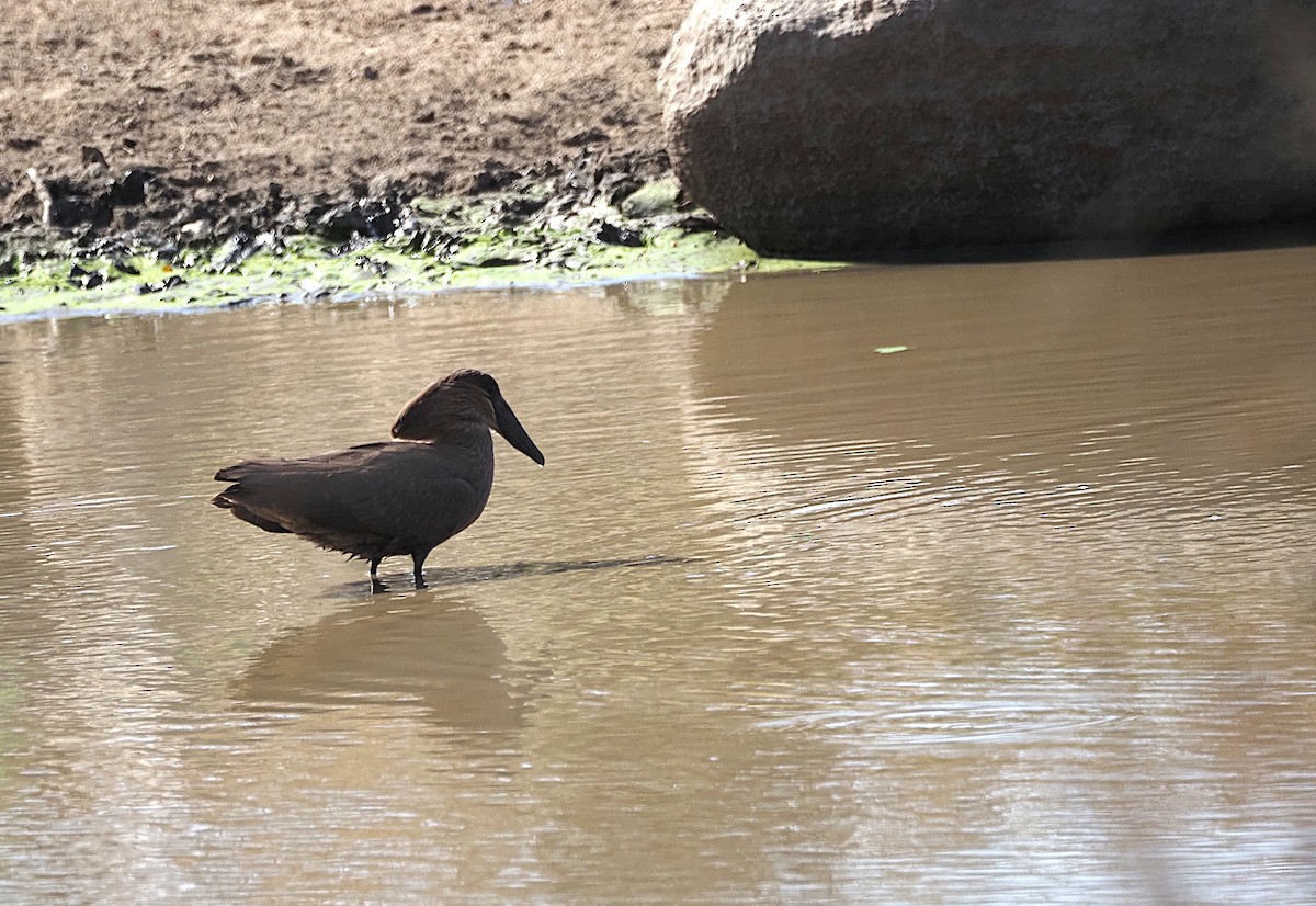 Hamerkop - ML638222172