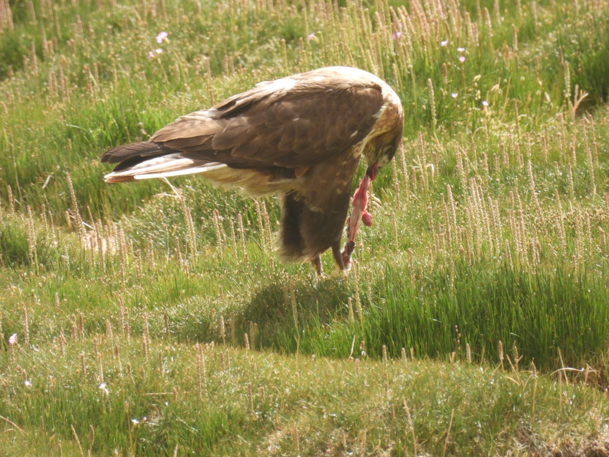 Upland Buzzard - ML638222182