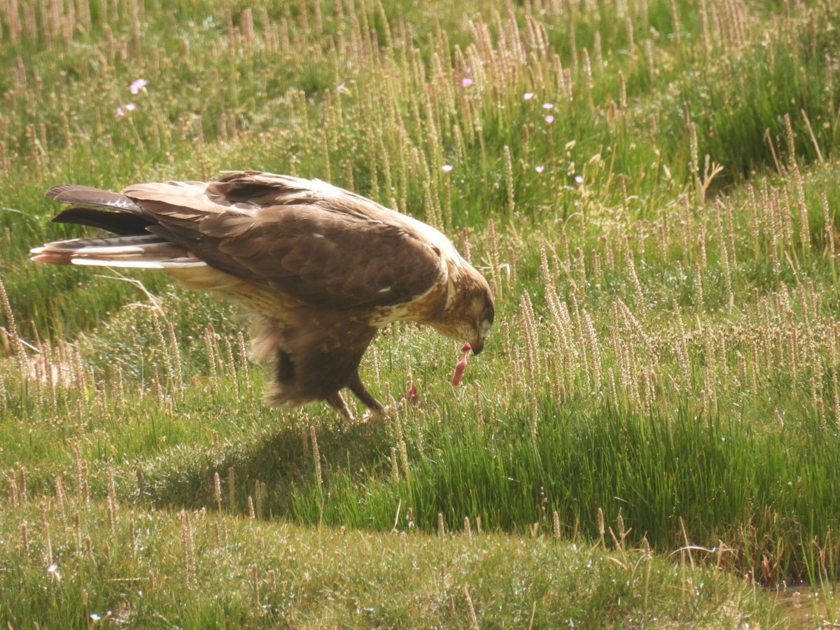 Upland Buzzard - ML638222183