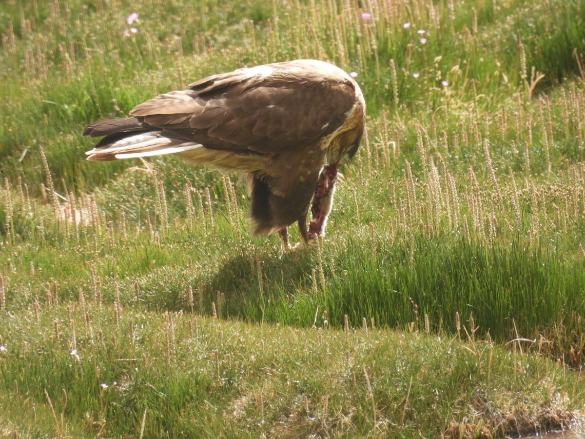 Upland Buzzard - ML638222184