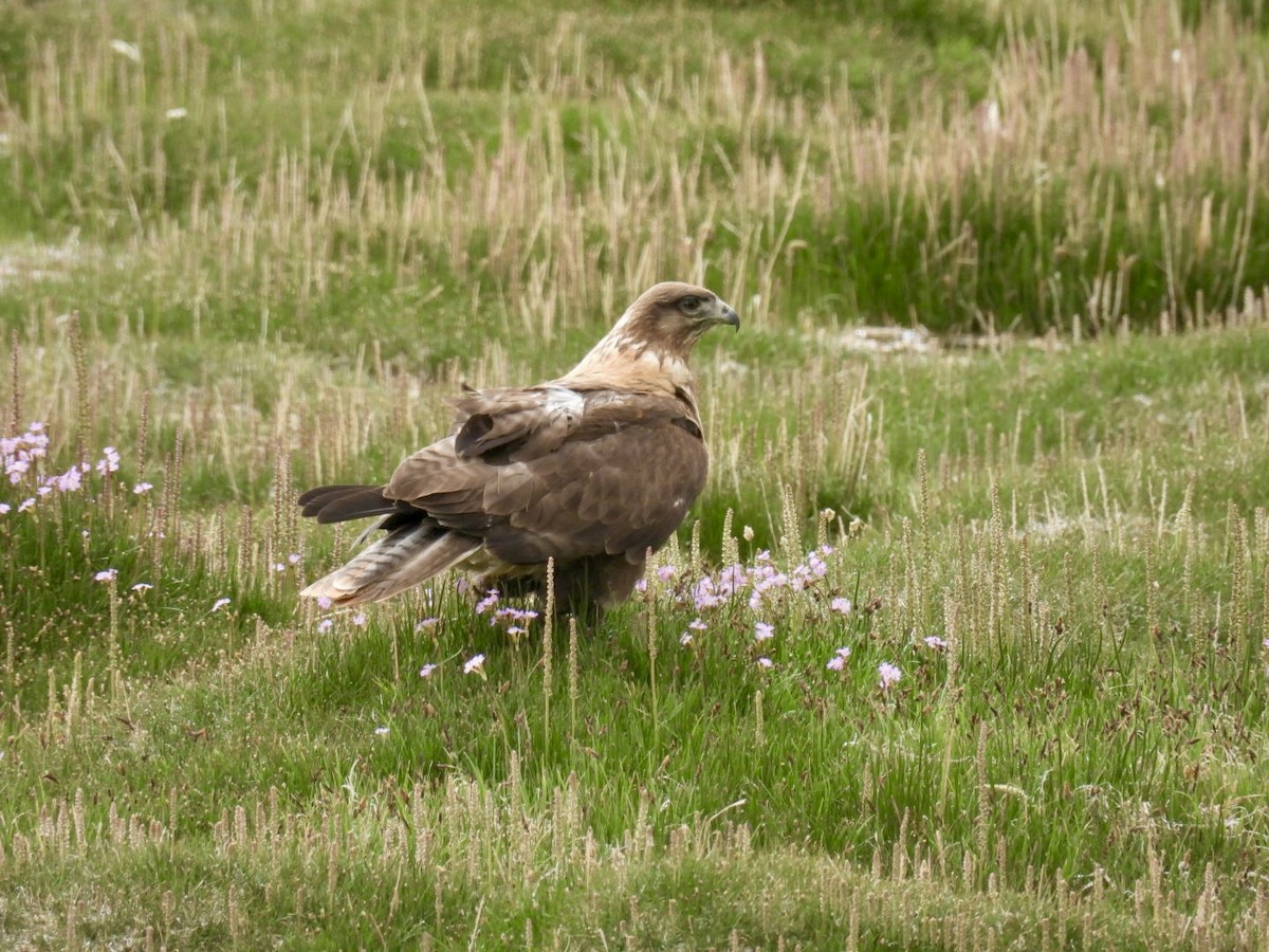 Upland Buzzard - ML638222185