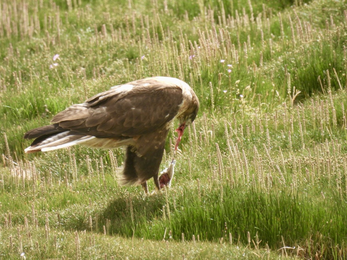 Upland Buzzard - ML638222186