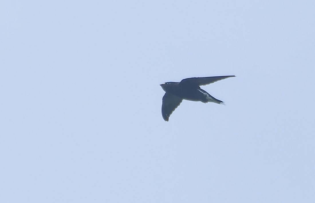 Brown-backed Needletail - ML638222196
