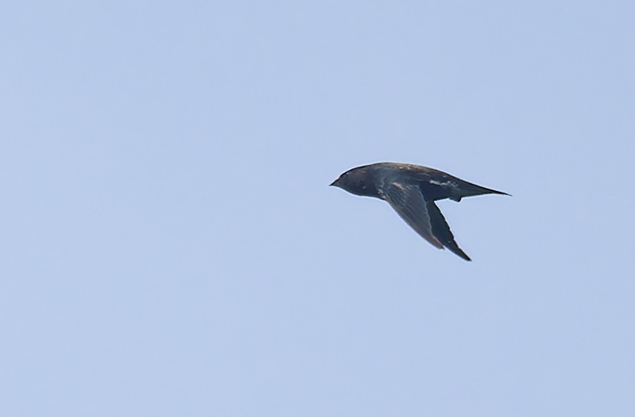 Brown-backed Needletail - ML638222197