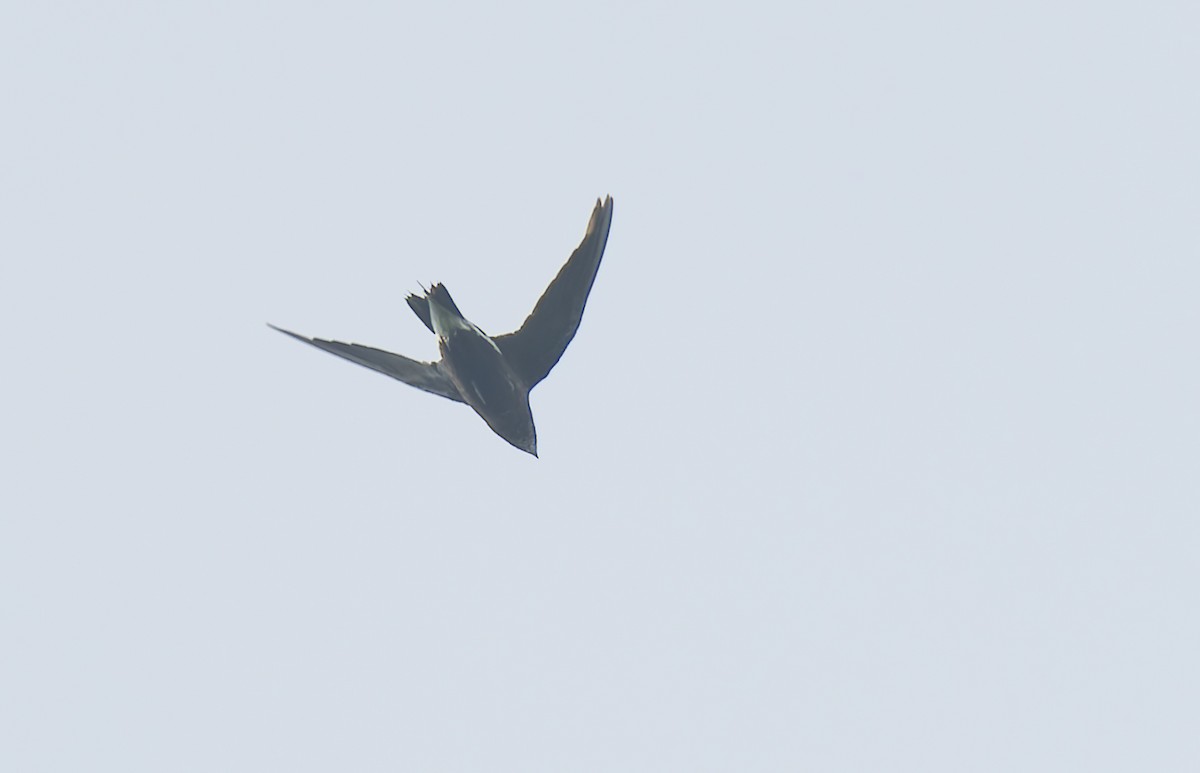 Brown-backed Needletail - ML638222198