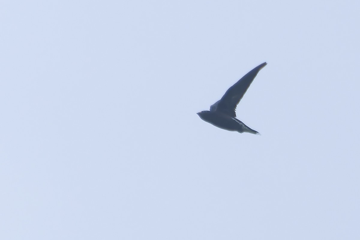 Brown-backed Needletail - ML638222199