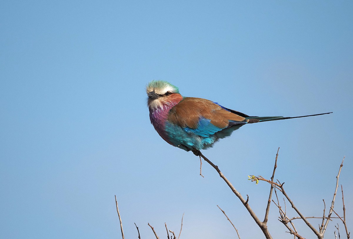 Lilac-breasted Roller - ML638222204