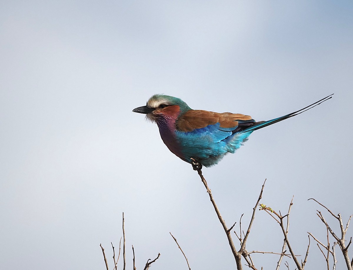 Lilac-breasted Roller - ML638222206