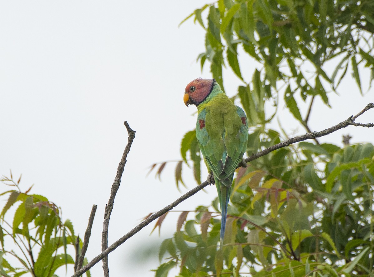 Plum-headed Parakeet - ML638222207