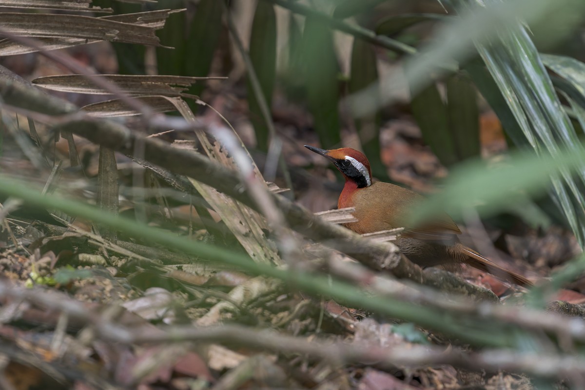 Malaysian Rail-babbler - ML638222223