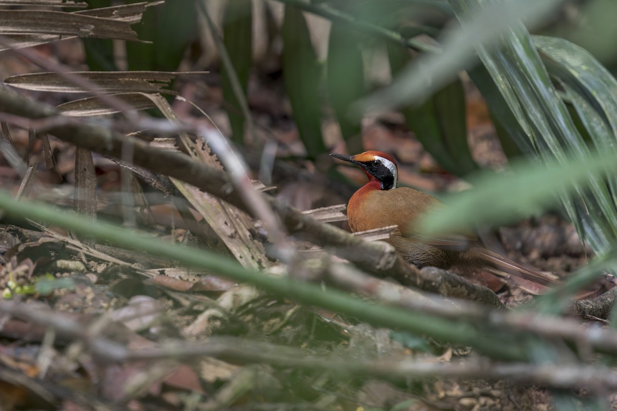 Malaysian Rail-babbler - ML638222224