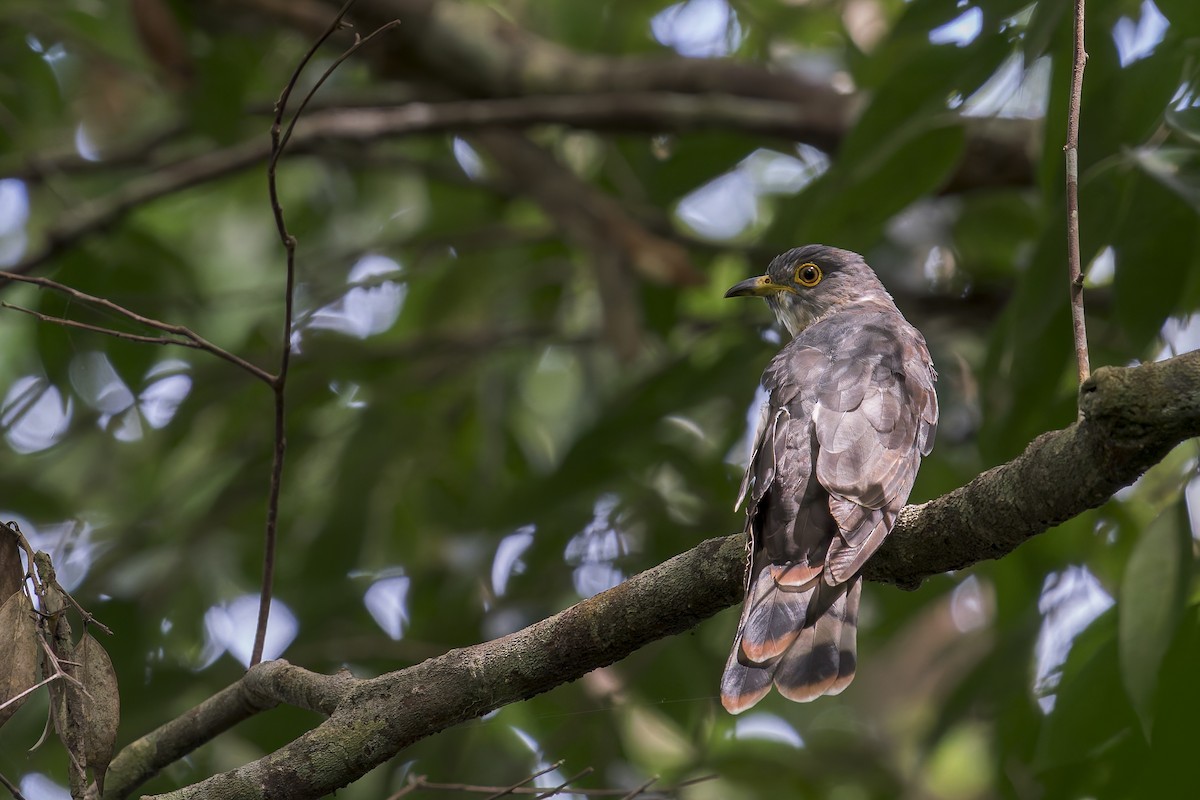 Malaysian Hawk-Cuckoo - ML638222228