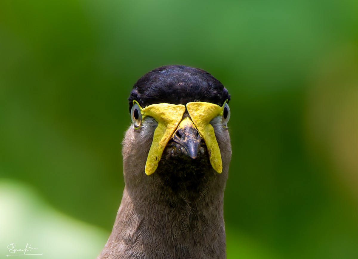 Yellow-wattled Lapwing - ML638222230