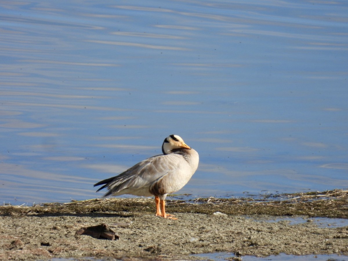 Bar-headed Goose - ML638222241