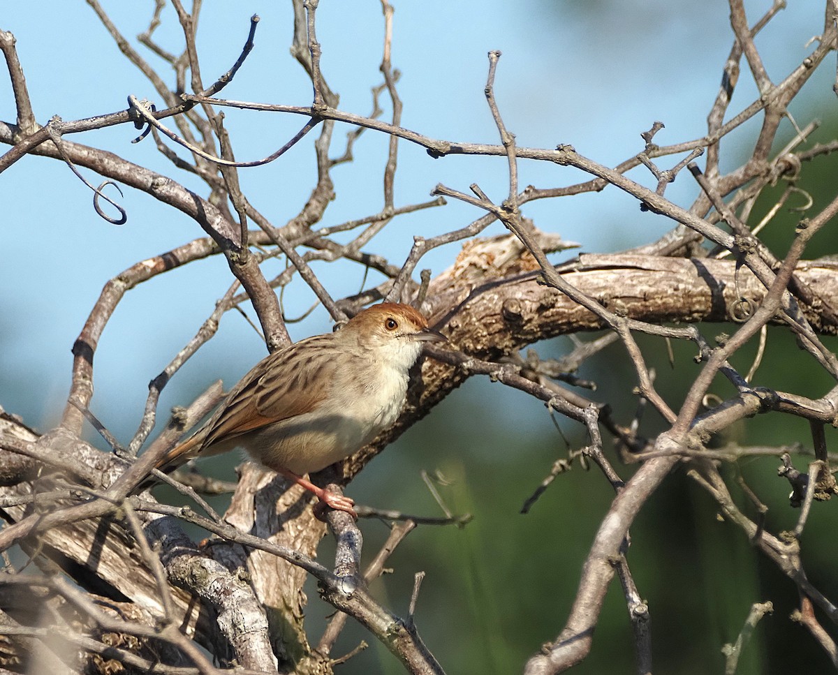 Rattling Cisticola - ML638222244