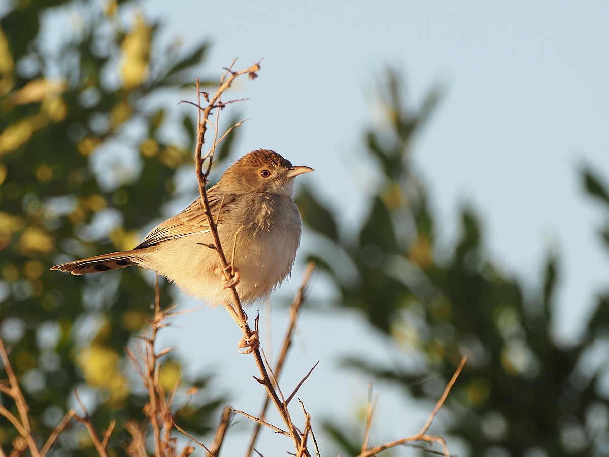 Rattling Cisticola - ML638222247