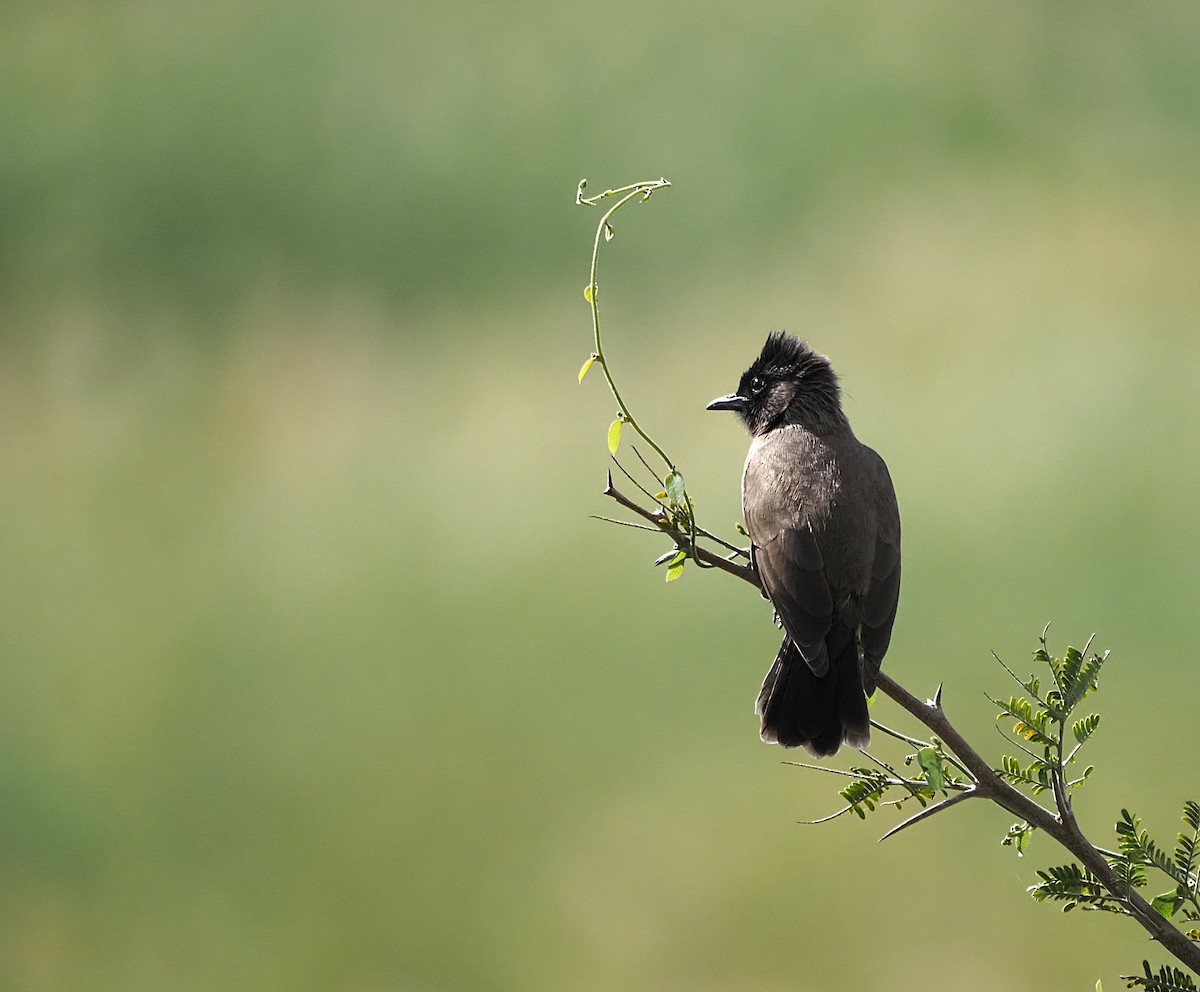 Common Bulbul - ML638222260