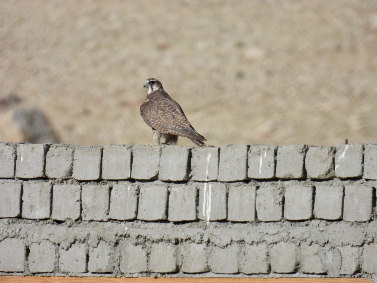 Saker Falcon - ML638222261