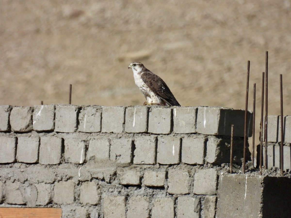 Saker Falcon - ML638222262