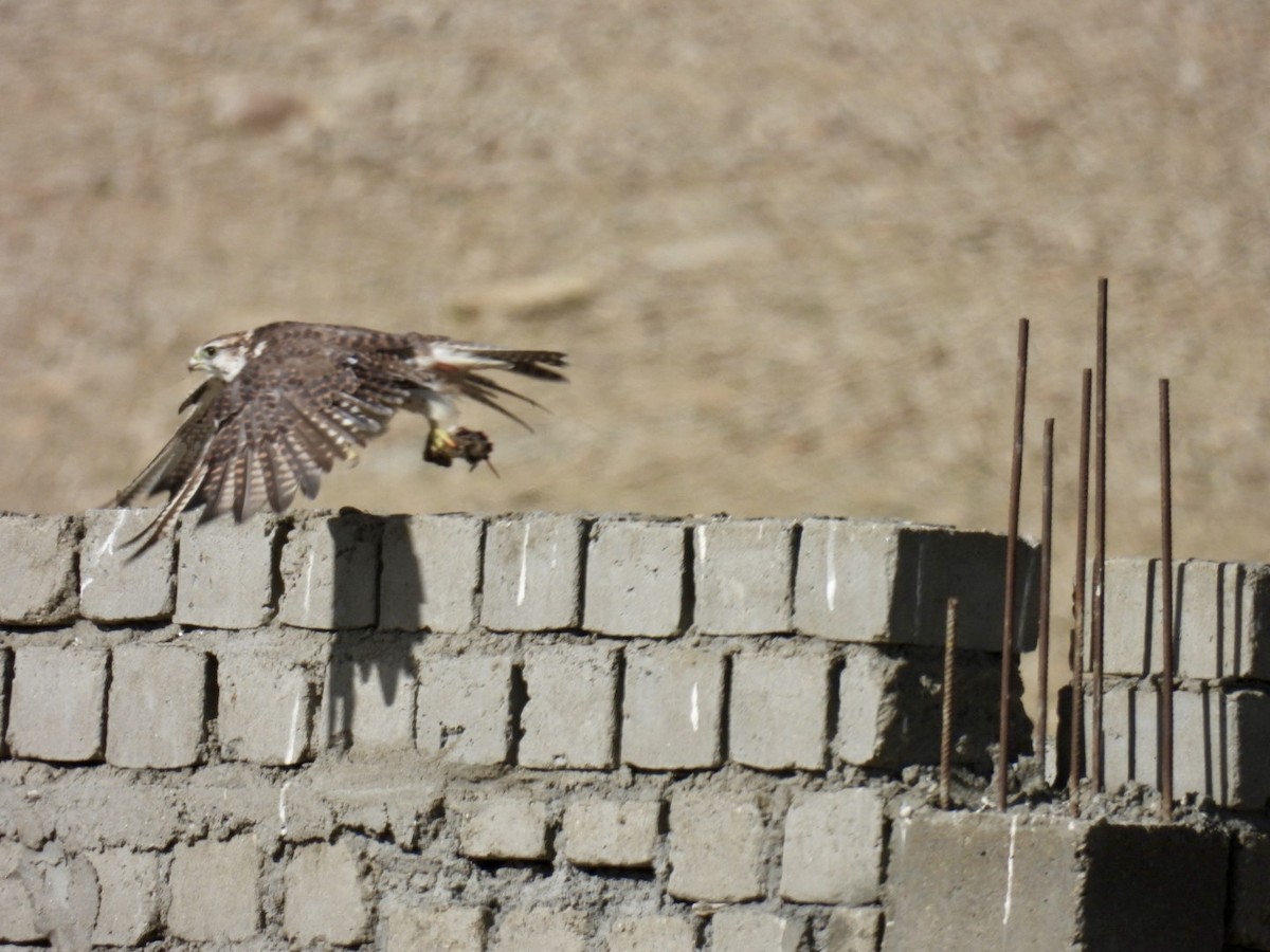 Saker Falcon - ML638222263