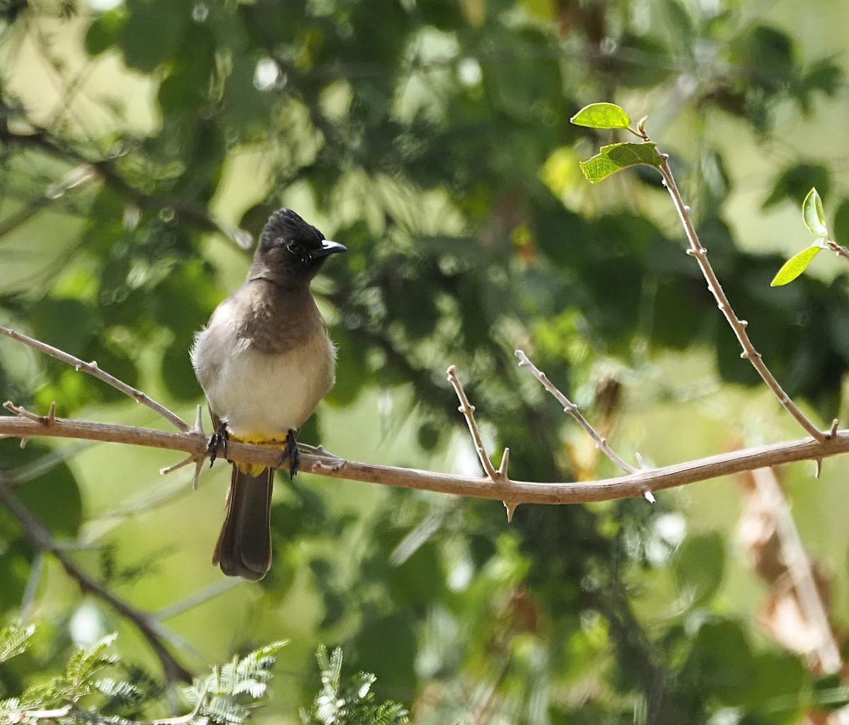 Common Bulbul - ML638222266