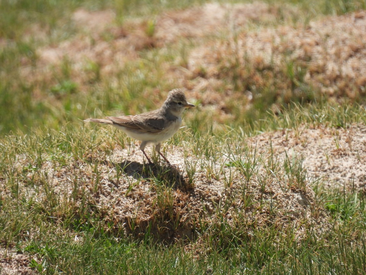 Hume's Lark - ML638222272